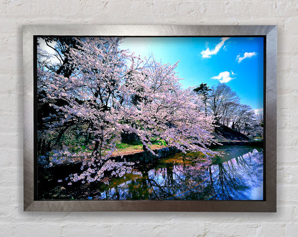 Cherry Blossom Trees