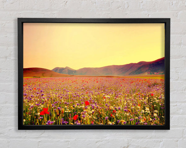 Sunny Field Of Beautiful Wild Flowers