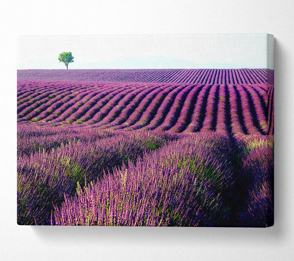 Summer Lavender Fields