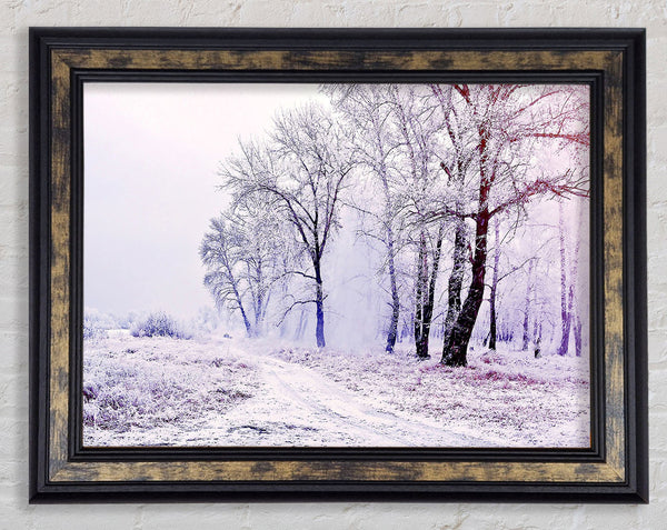 Beautiful Snowy Forest