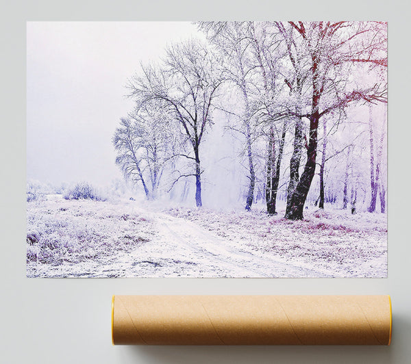 Beautiful Snowy Forest