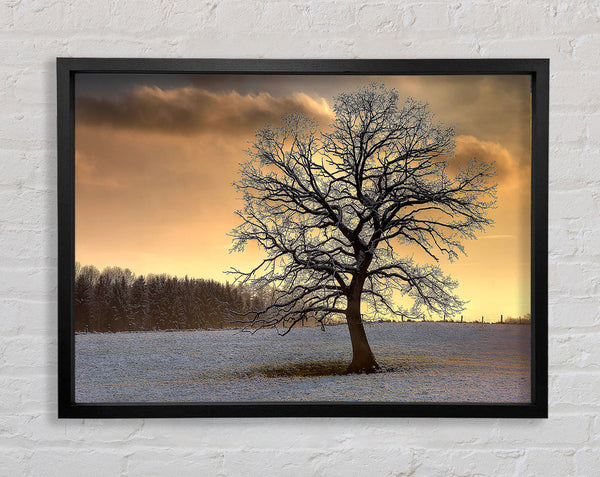 Solitary Tree Winter