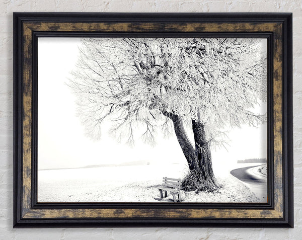 Bench Under Tree Winter