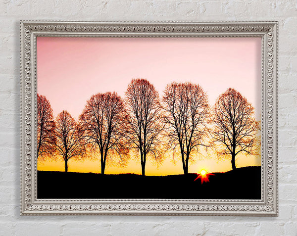 Beech Trees At Sunrise