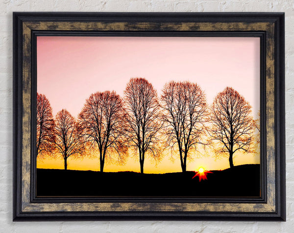 Beech Trees At Sunrise