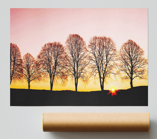 Beech Trees At Sunrise