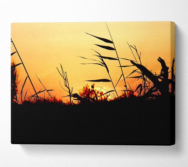 Sunset Reeds