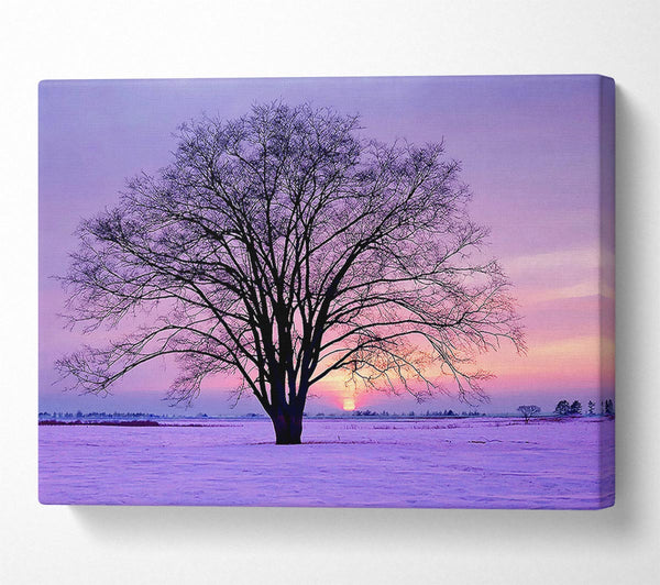 Sunrise In The Purple Winter