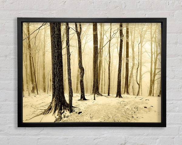 Winter Woodland Snow