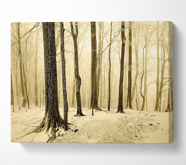 Winter Woodland Snow