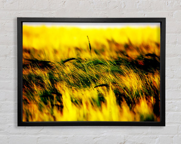 Wheatfield Yellow