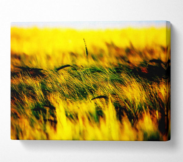 Wheatfield Yellow