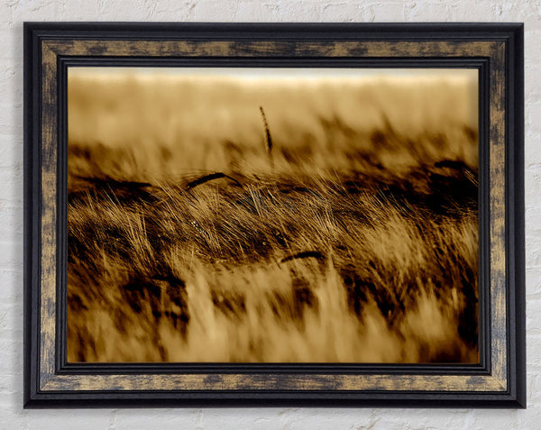 Wheatfield Sepia