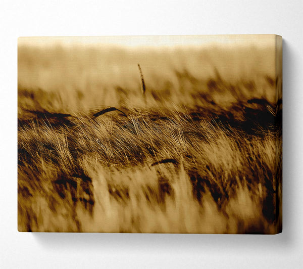 Wheatfield Sepia