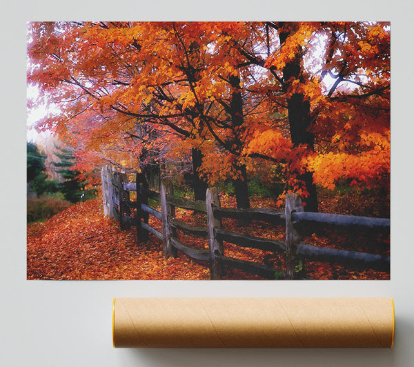 Orange Autumn Leaves