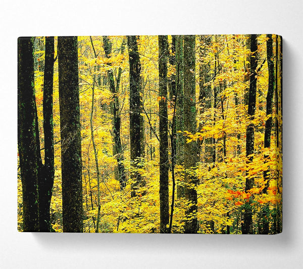 Yellow Woodland