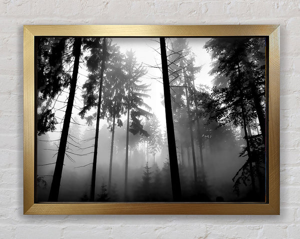 Mist Of The Woodland B n W