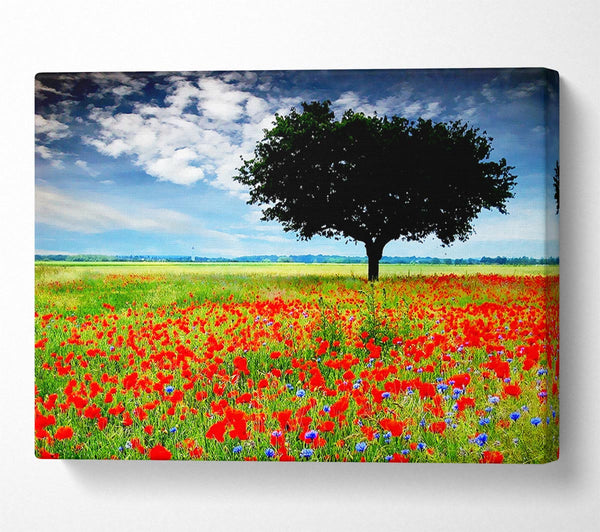 Poppy Field Tree