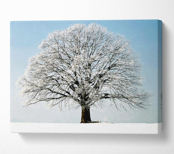 Snow Tree