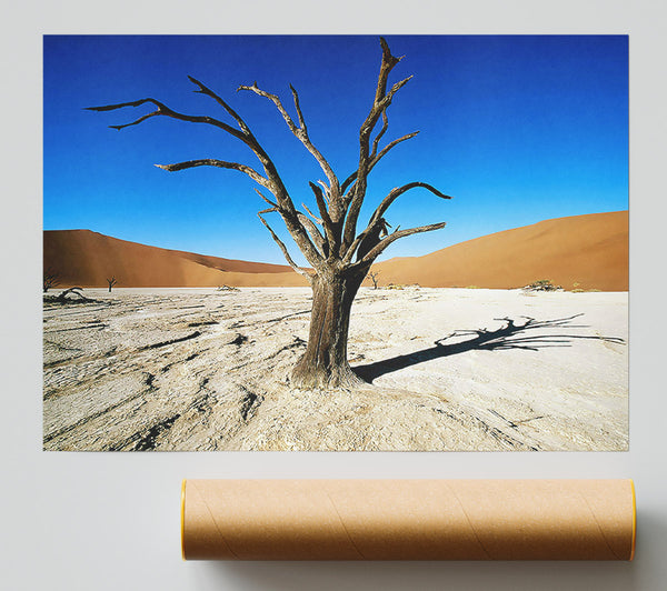 Desert Tree Branches