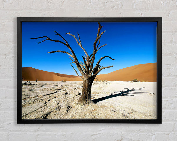 Desert Tree Branches