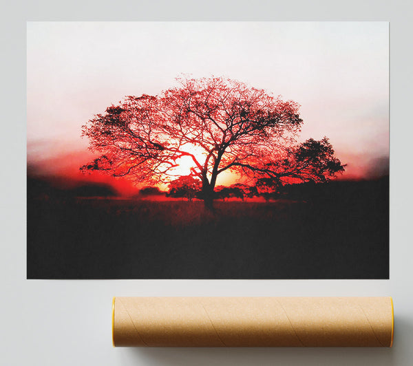 Red Sunrise Oak Tree