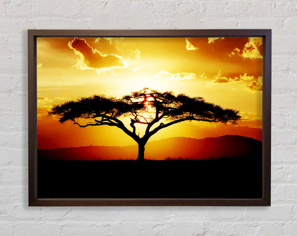 African Tree At Sunset