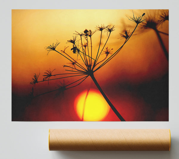 Sunset Through The Reeds