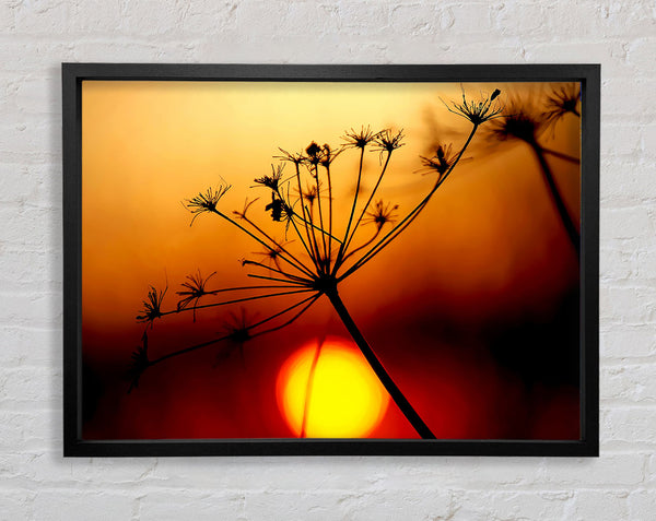 Sunset Through The Reeds