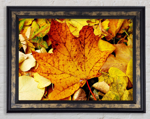 Autumn Leaves On The Ground