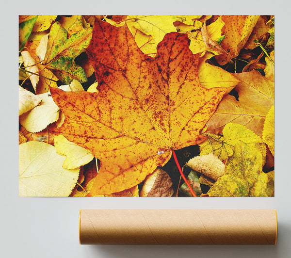 Autumn Leaves On The Ground