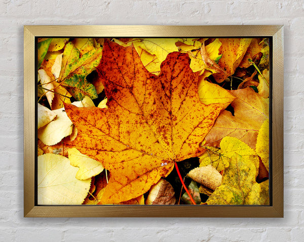 Autumn Leaves On The Ground