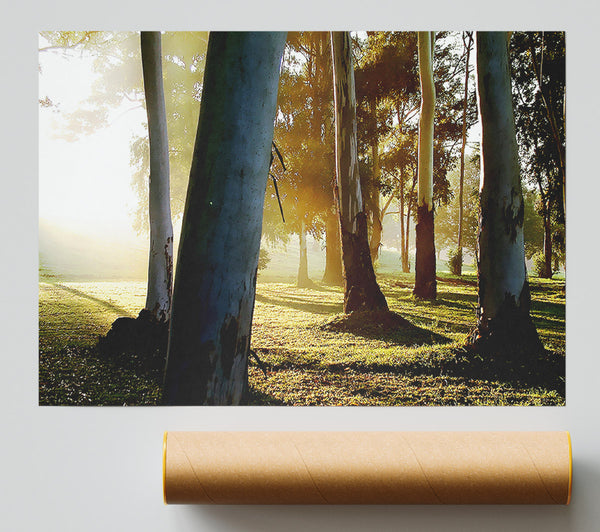 Morning Sunbeam Trees