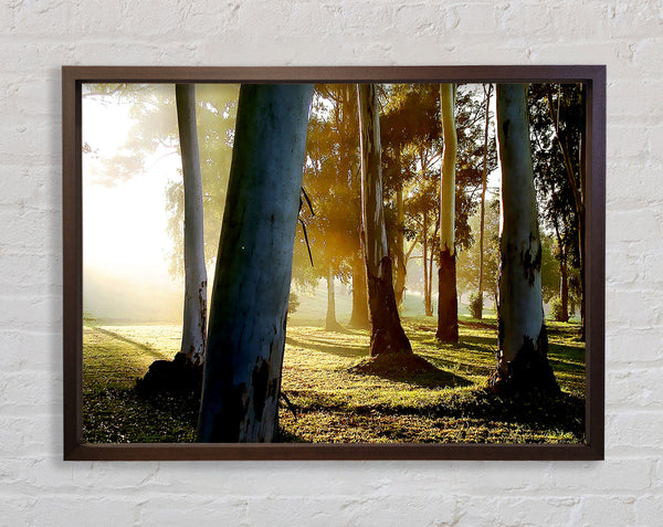 Morning Sunbeam Trees