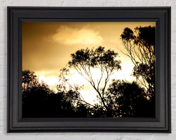 Golden Light Treetops