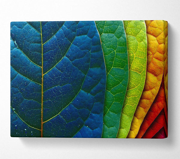 Colourful Leaves