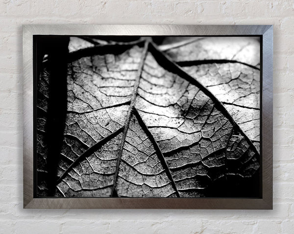 Dry Leaf Black And White