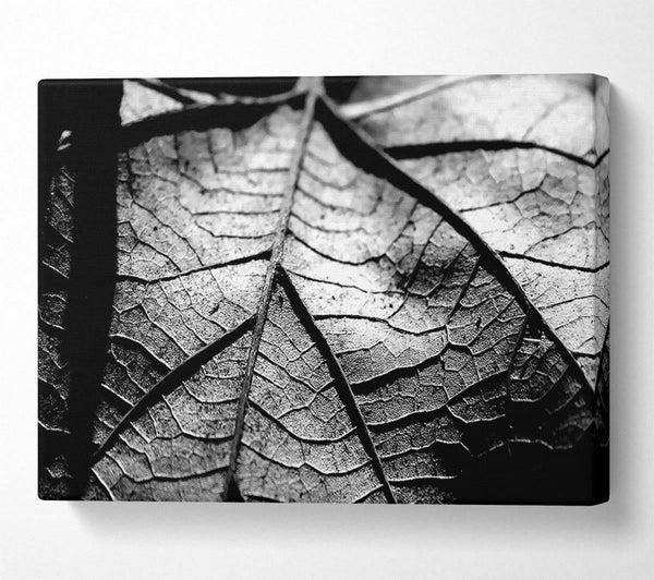 Dry Leaf Black And White