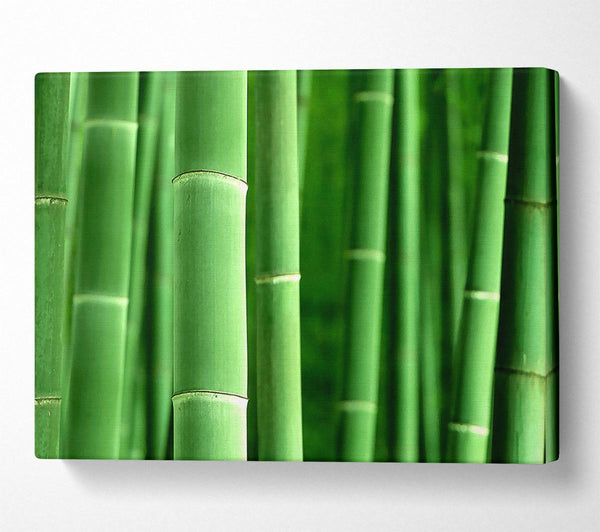 Green Bamboo