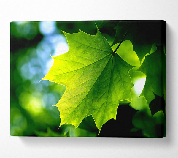 Green Leaf