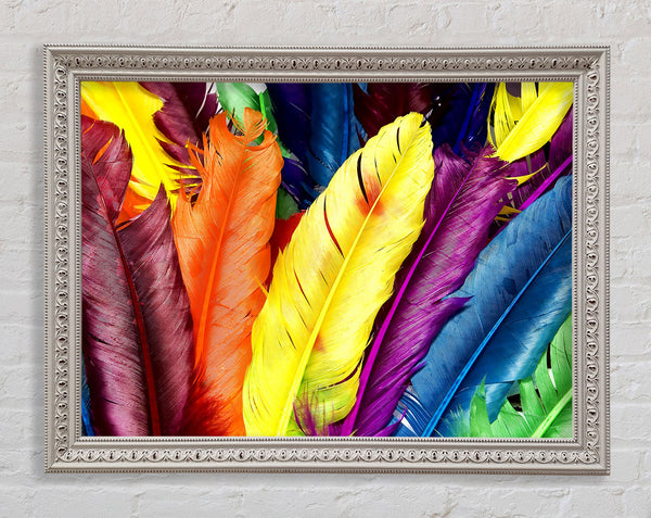 Feathers In Colours