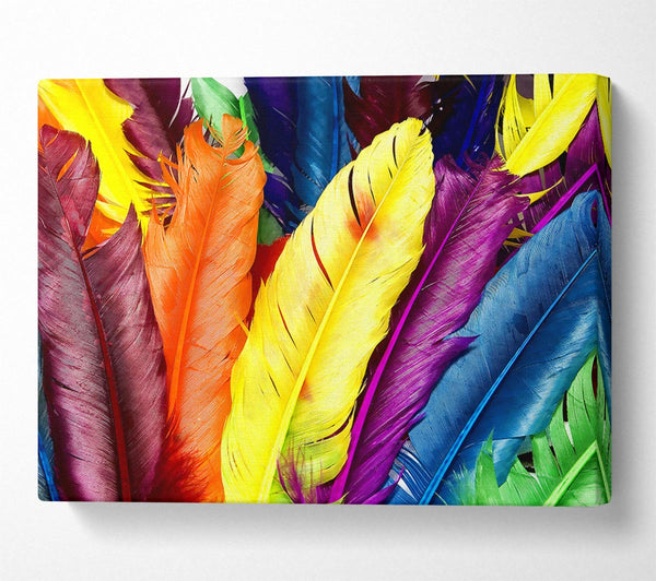 Feathers In Colours