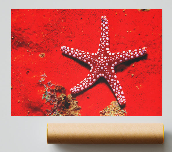 Red Starfish