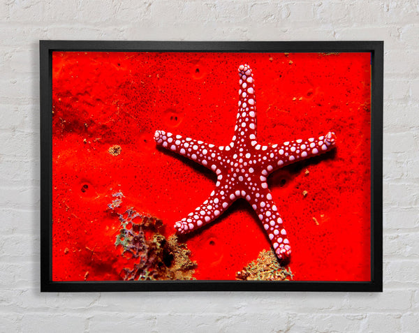 Red Starfish