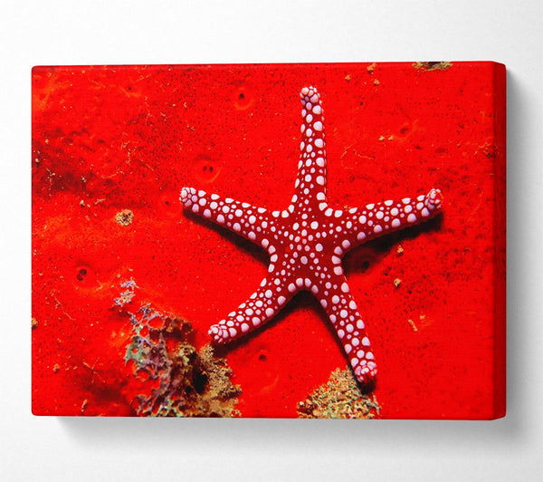 Red Starfish