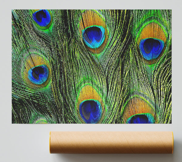 Peacock Feathers