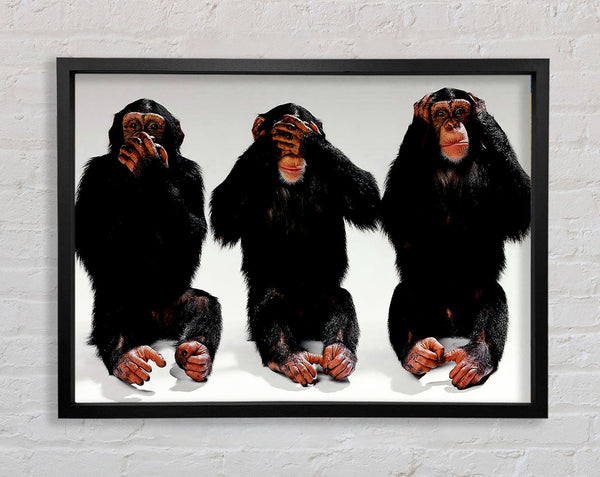 Three Wise Monkeys