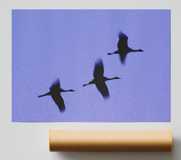 Geese Trio In Flight Purple