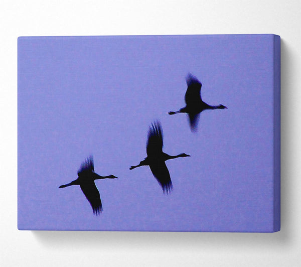 Geese Trio In Flight Purple