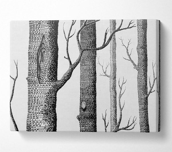 Black And White Tree Trunks